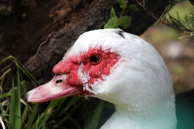 同年龄段的 同年龄段的